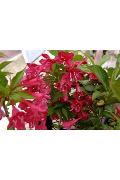 ruzgarbotanik Kırmızı Vangelya Çieği Gelin Tacı 70 Cm