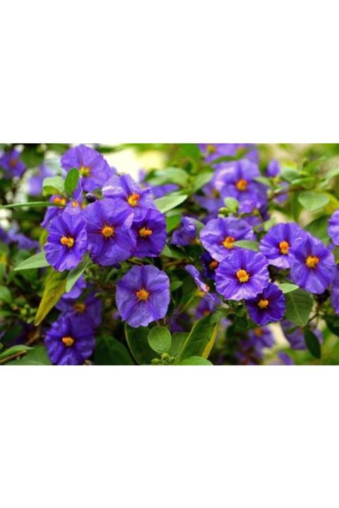 ruzgarbotanik Mavi Çalı Çiçeği Fidanı 50 Cm Saksılı