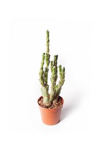 SFF Moda Ithal Kaktüs - Tephrocactus Inermis (ithal) 5,5cm Ø