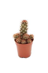 MB BOTANİK Mammillaria Elongata Rubra Kaktüs 5,5 Cm Saksıda Bol Yavrulu