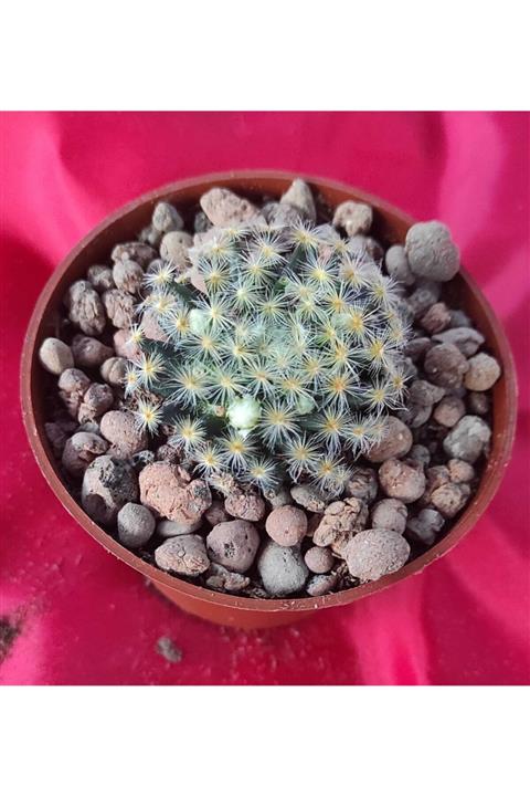 Pagoda Kaktüs 8.5 cm Saksı Ref 6/a