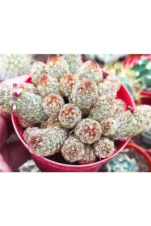 Pagoda Mammillaria Elengata kaktüs 8.5 cm Saksı ref Sks 57f d