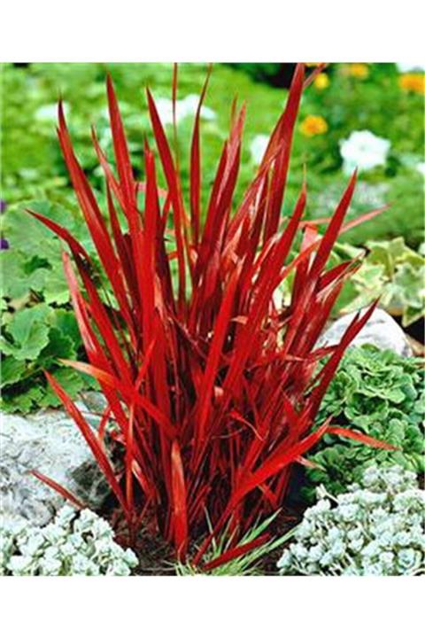1001fidan Imperata Cylindrica Red Baron Japon Kan Çimi