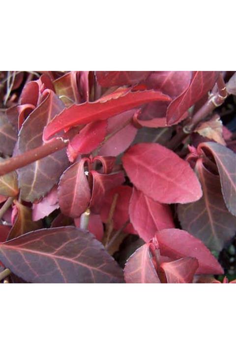 ruzgarbotanik Yayılı Kırmızı Taflan Çiçeği Fidanı Saksılı 20 Cm 40cm