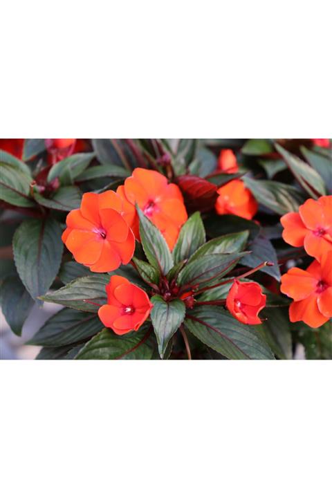 ruzgarbotanik Turuncu Cam Güzeli Fidanı Saksılı Yeniğine 10cm 30cm