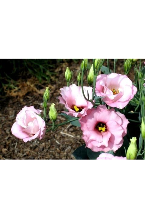 ruzgarbotanik Pembe Lisyantus Çiçeği Fidanı 40 Cm Saksılı