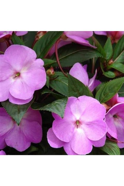 ruzgarbotanik Mor Cam Güzeli Fidanı Saksılı Yeniğine 10cm 30cm