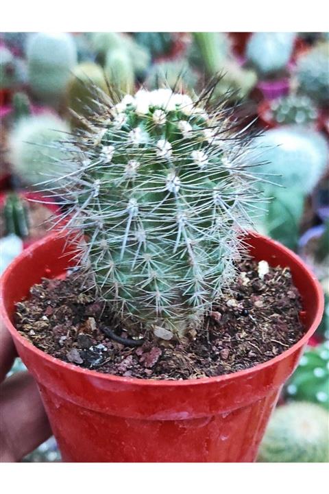 Pagoda Eriosyce-8.5 Cm Saksı-ref Sks57f/d