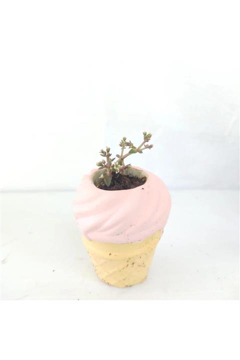 Bi Dünya Çiçek Külah Dondurma Saksılı Sukulent