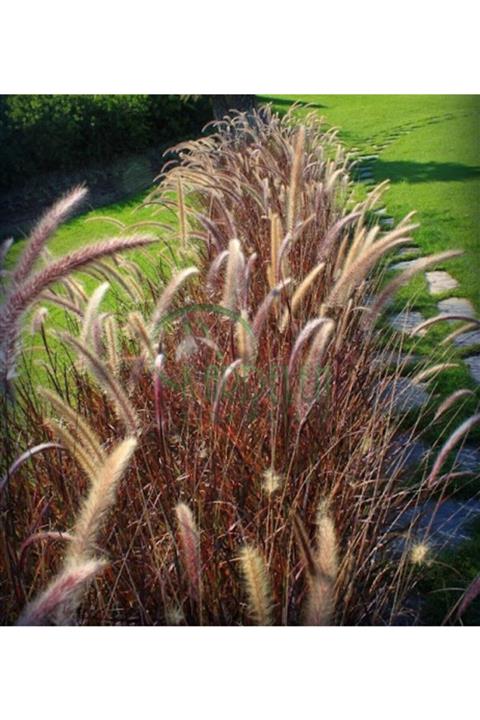 YAĞMUR BOTANİK Pennisetum Fidanı Saksılı 10-20 Cm