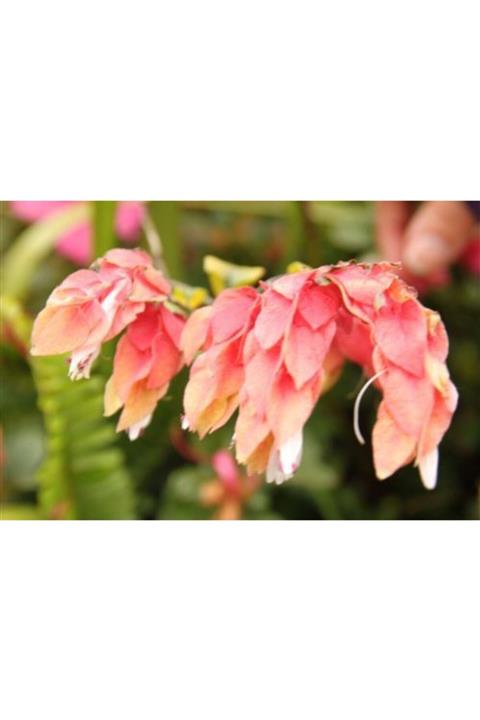 ruzgarbotanik Karides Çiçeği Fıdanı 50 Cm Saksılı