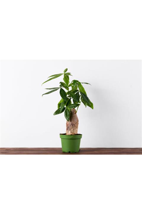 yeşilsera Pachira - Para Ağacı