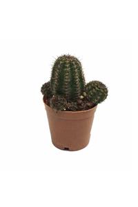 Palmiye Echinopsis 5,5 cm Saksıda