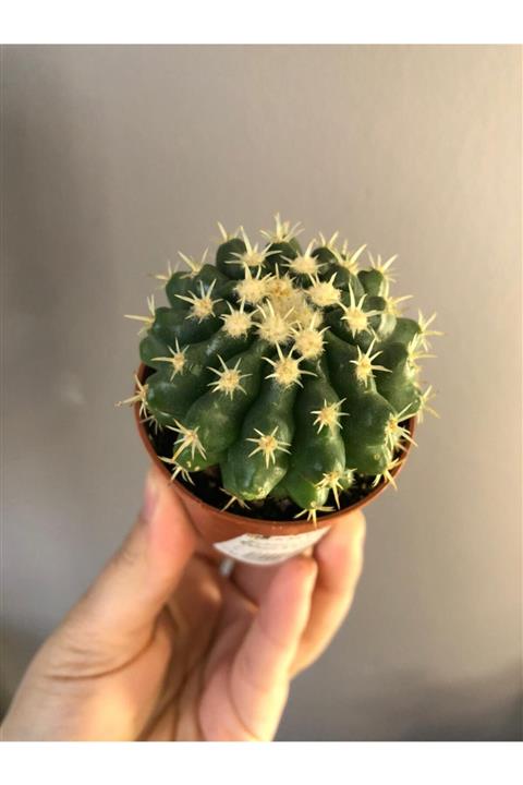Kaktüshevesi Echinocactus Brevispina Kaktüs (ithal) 5,5cm