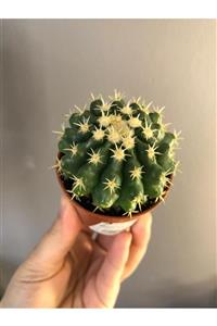 Kaktüshevesi Echinocactus Brevispina Kaktüs (ithal) 5,5cm