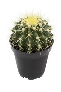 LEVANT Echinocactus Grusonii Golden Barrel Kaktüs