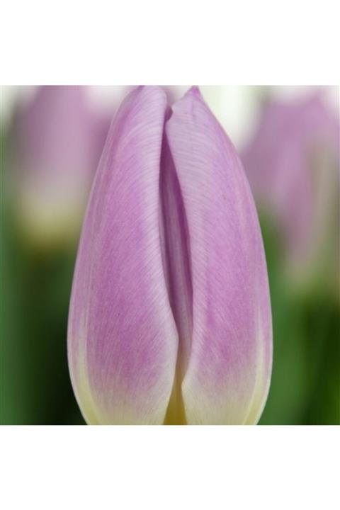 Mutlu Paket Rose Flag Iri Kafa Ithal Lale Soğanı (5 Adet)