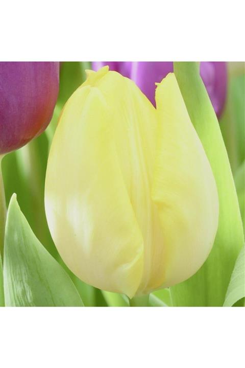 Mutlu Paket Sunny Prince Sarı Renkli İri Kafa İthal Lale Soğanı 5 Adet