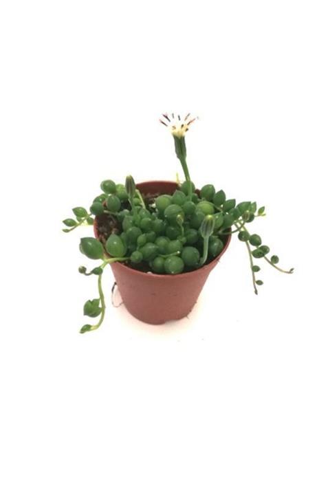 ALİBOTANİK Senecio Rowleyanus Tesbih Çiçeği