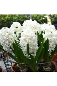 Asya Hyacinthus Aiolos Beyaz Sümbül Soğanı (5 Adet)