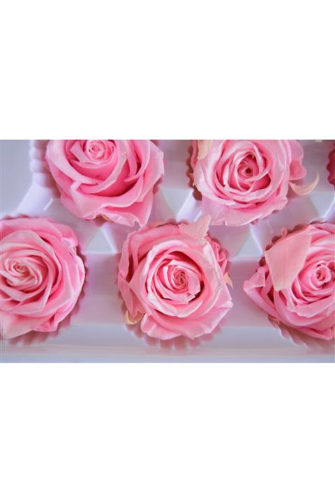 leogarden Şoklanmış Gül 6'lı Pembe Renkli