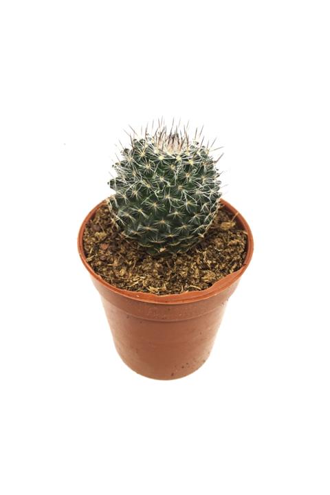 LEVANT Mamillaria Bombycina Kaktüs Yeni Seri