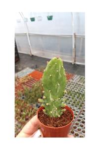 Fintarla Opuntia Monacantha Kaktüs 5.5 Cm