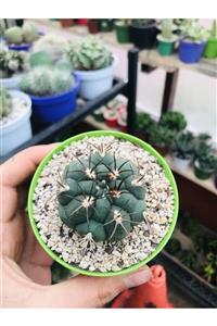 foliumbotanik Gymnocalycium Saglionis Kaktüs