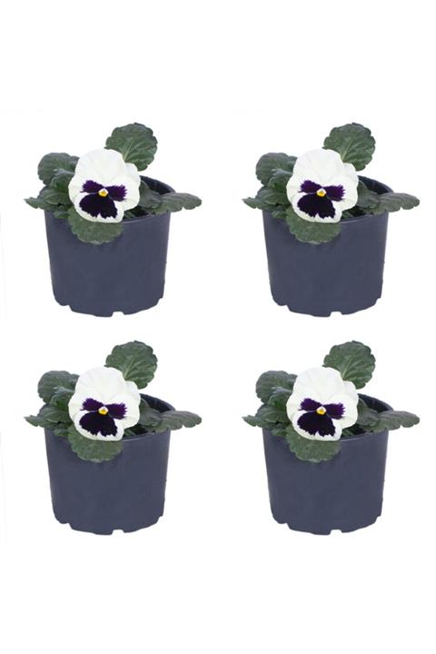 HOBİ VE BAHÇE Hercai Menekşe - 10,5 Cm Saksıda -beyaz 4'lü Set