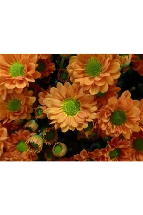 ruzgarbotanik Turuncu Kasımpatı Çiçeği Fidanı 30 Cm Saksılı