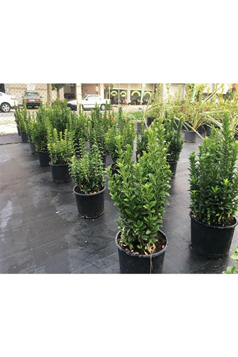 ruzgarbotanik Yeşil Sutun Taflan Çiçeği Fidanı Saksılı 40 Cm 60cm