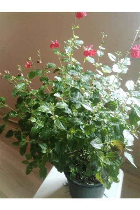 ULAMIŞ DOĞAL ADAÇAYI Ada Çayı Pembe Çiçekli Saksıda