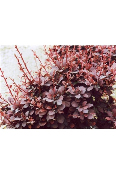 ruzgarbotanik Berberis Hanım Tuzluğu Çiçeği 40cm 60cm