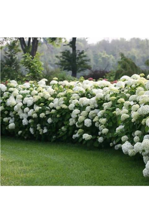 Çiçek sev Ithal Kartopu Çiçeği 50-60 cm  Saksılı