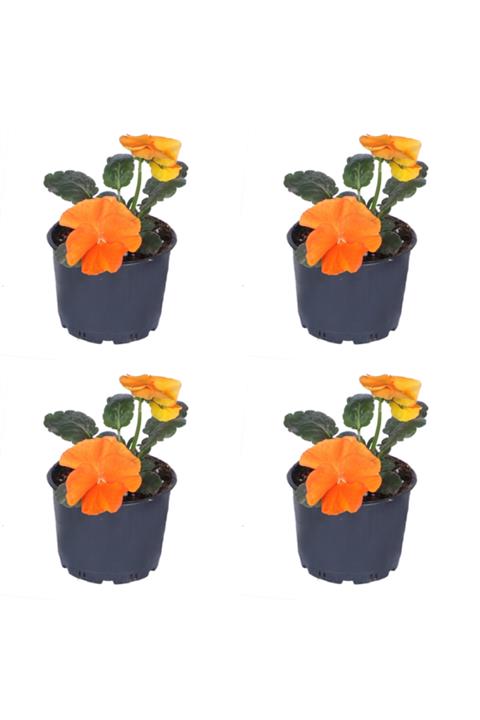 HOBİ VE BAHÇE Hercai Menekşe - 10,5 cm Saksıda - Turuncu Renk - 4'lü Set