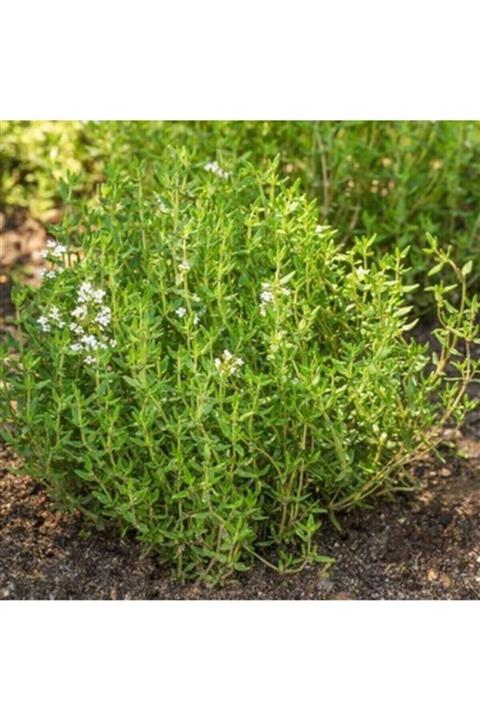 RAÇAM BOTANİK Organik Mis Kokulu Dağ Kekiği Tohumu 50 Adet Kekik