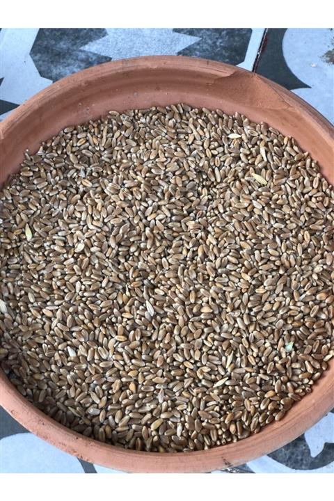 GAKGOŞ YEM Buğday. Esmer Proteinli Buğday 1 Kg