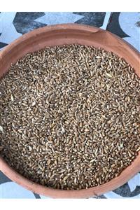 GAKGOŞ YEM Buğday. Esmer Proteinli Buğday 1 Kg