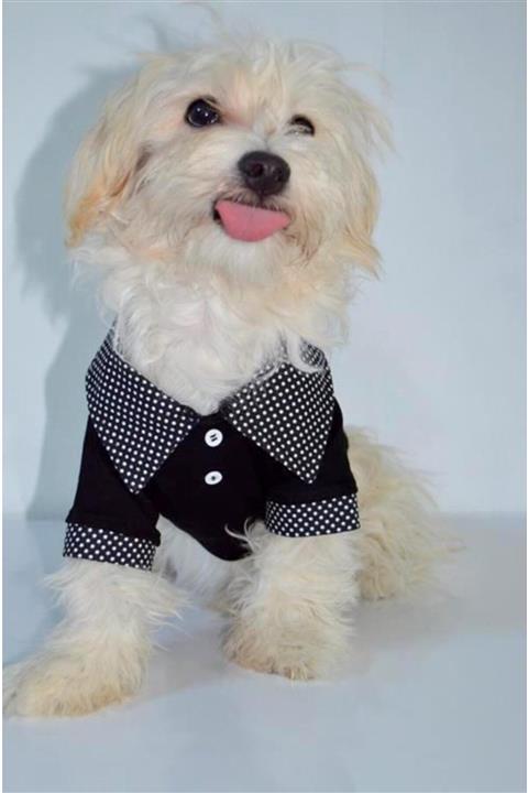 DOGİ&DOG Küçük Irk Siyah Puantiyeli Polo Tshırt Kedi Köpek Kiyafeti