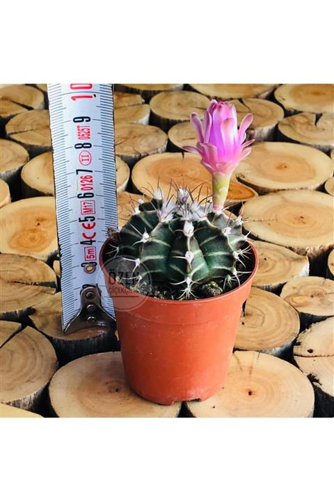 Özen Çiçekçilik Gymnocalycium Mihanovichi Pembe Çiçek Açan Özel Tür Kaktüs