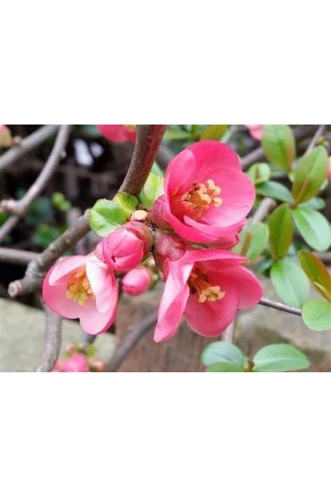 ruzgarbotanik Pembe Bahardalı Japon Ayvası 40cm 60cm