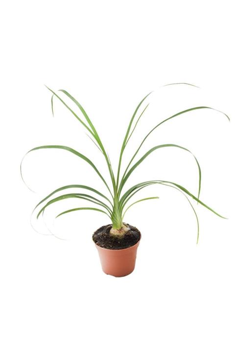 Cemre Garden Beaucarnea Recurvata - Fil Ayağı - Ev Ofis Salon Iç Mekan Bitkisi - Ø:6 Cm - H:10 Cm