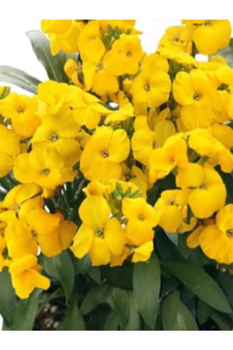 NET TARIM Ithal Sarı Saksılı Cam Güzeli Çiçeği Fidanı Yeni Gine