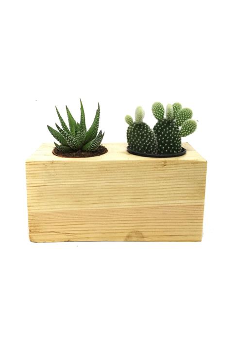 LEVANT Kaktüs Sukulent Aranjmanı 2li Ahşap Bitkili