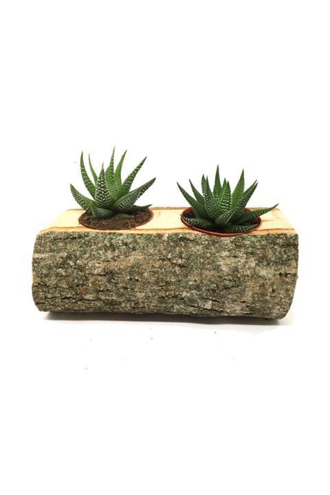 LEVANT Kaktüs Sukulent Aranjmanı 2li Doğal Kütük Bitkili