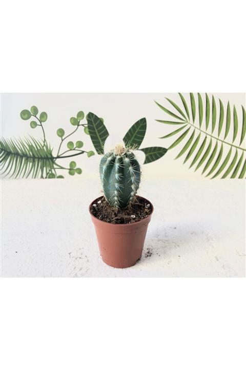 BOULDERCAFE GARDEN Pilosocereus Pachycladus Kaktüs 5.5cm Saksı