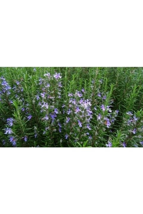 ruzgarbotanik Kuş Dili Çiçeği Biberiye Fıdanı 50 Cm