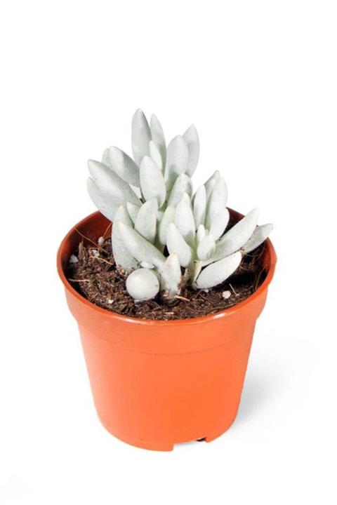 Cemre Garden Senecio Mont Blanc - Beyaz Kaktüs Sukulent - Ev Ofis Salon Iç Mekan Bitkisi