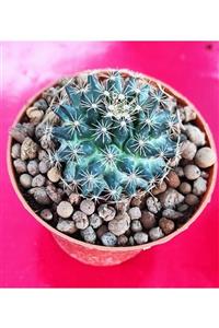 Pagoda Mammillaria Nejapensis-8.5 Cm Saksı-kaktüs (22e/51)