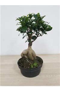 Bonzai Bonsai